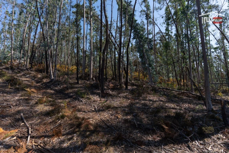 Terreno Agricola ou Rústico para Venda em Caranguejeira Foto 4