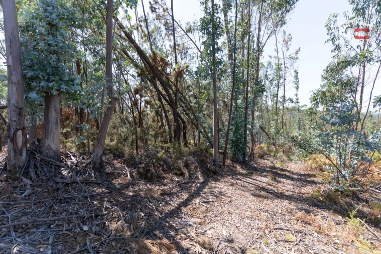 Terreno Agricola ou Rústico para Venda em Caranguejeira Foto 8