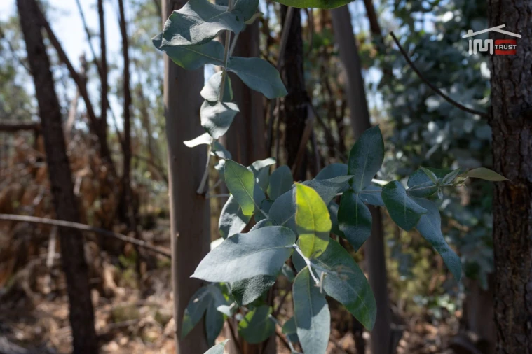 Terreno Agricola ou Rústico para Venda em Caranguejeira Foto 10