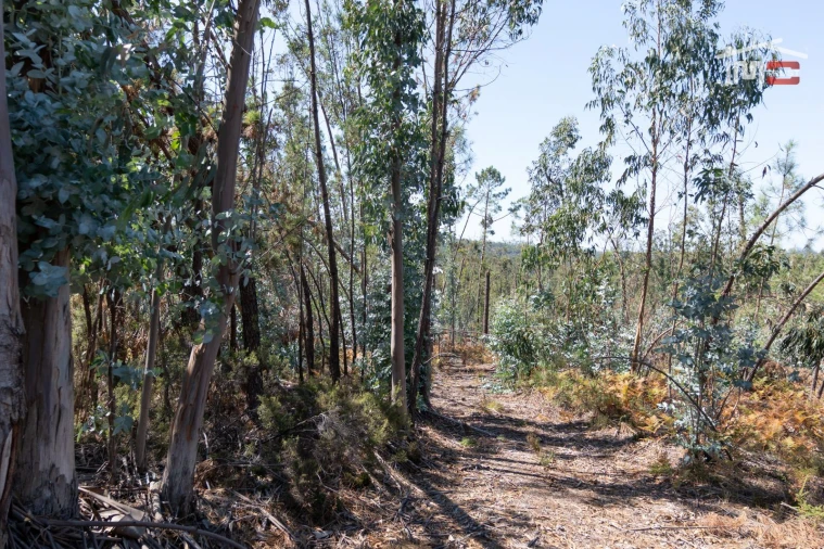 Terreno Agricola ou Rústico para Venda em Caranguejeira Foto 13