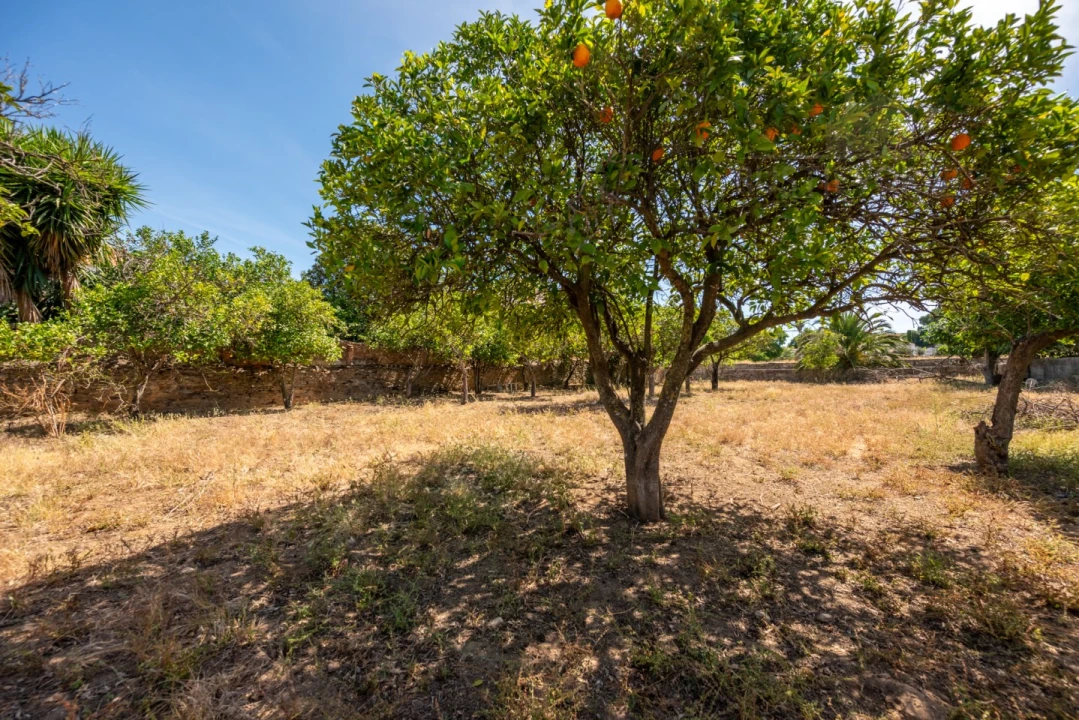 Quinta T8 para Venda em Estremoz (Santa Maria e Santo André) Foto 22