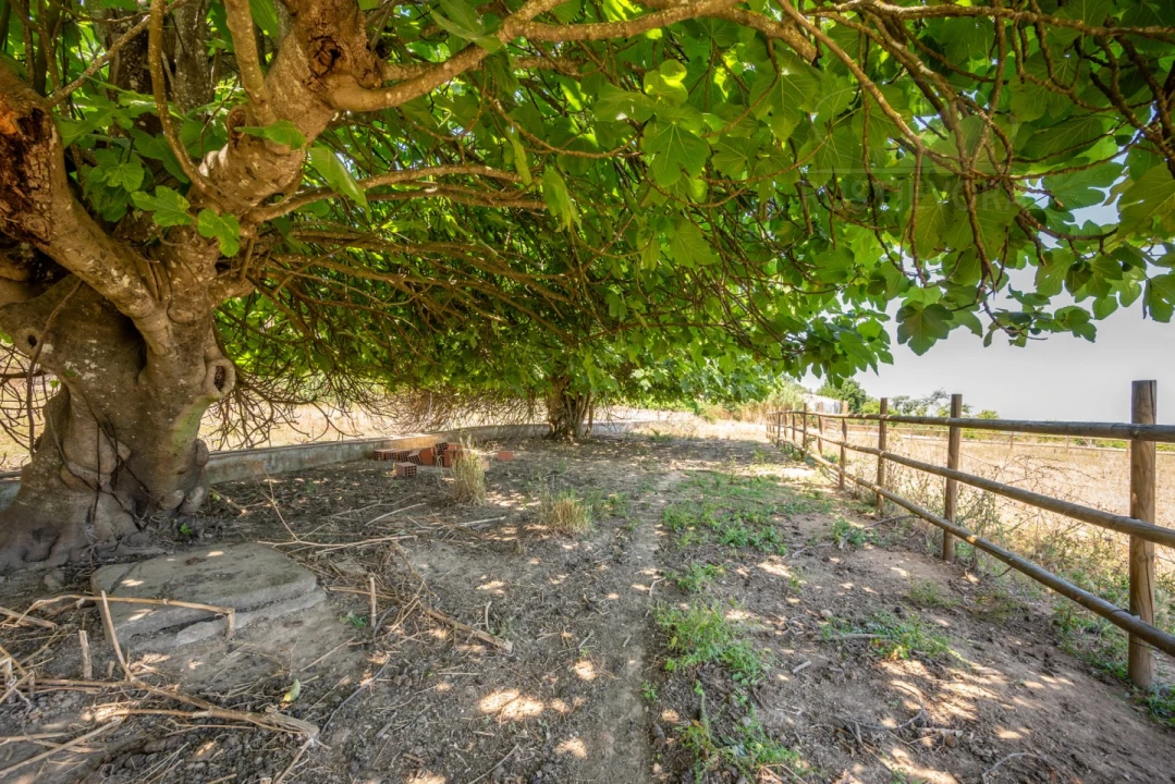 Quinta T8 para Venda em Estremoz (Santa Maria e Santo André) Foto 51