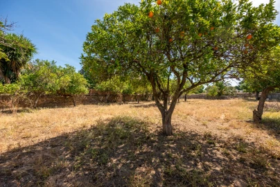 Quinta T8 para Venda em Estremoz (Santa Maria e Santo André)