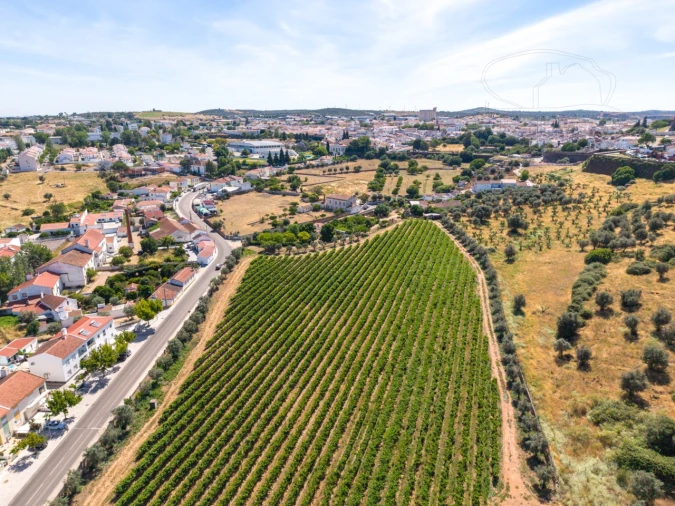 Quinta T8 para Venda em Estremoz (Santa Maria e Santo André) Foto 10