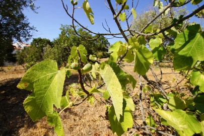 Moradia T3 para Venda em Abrantes (São Vicente e São João) e Alferrarede