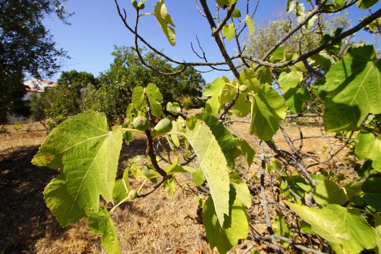 Moradia T3 para Venda em Abrantes (São Vicente e São João) e Alferrarede Foto 36