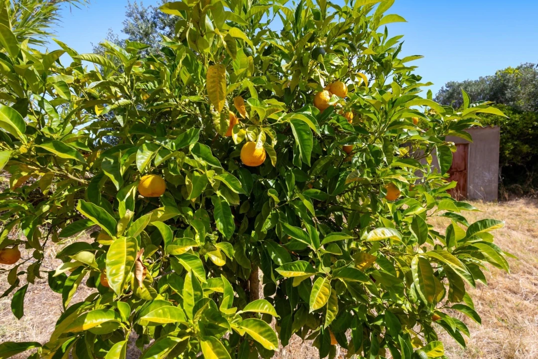 Quinta T2 para Venda em Selmes Foto 27