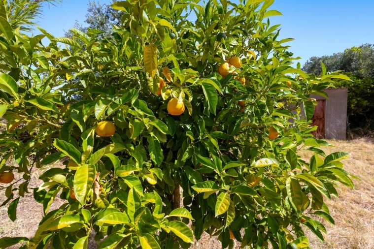 Quinta T2 para Venda em Selmes Foto 27