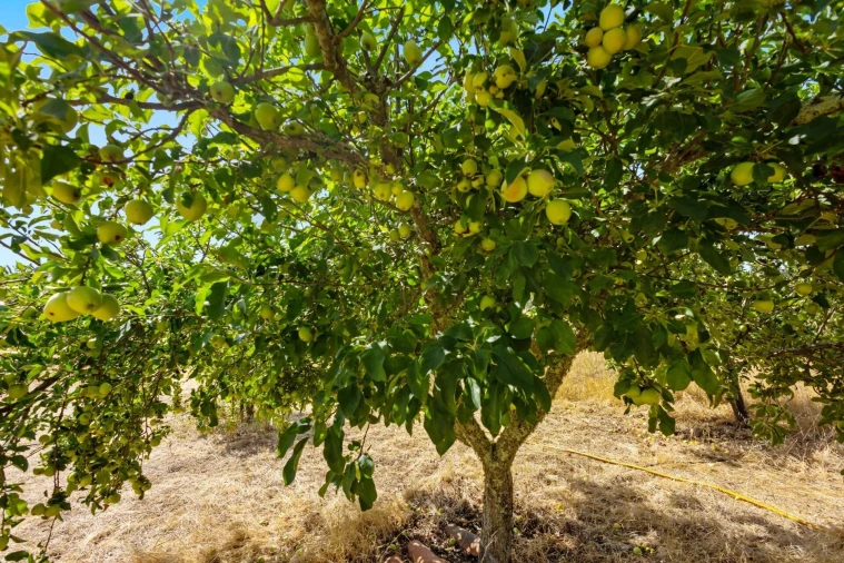 Quinta T2 para Venda em Selmes Foto 26