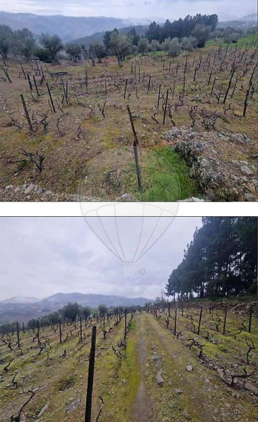 Terreno para Venda em Sabrosa Foto 3