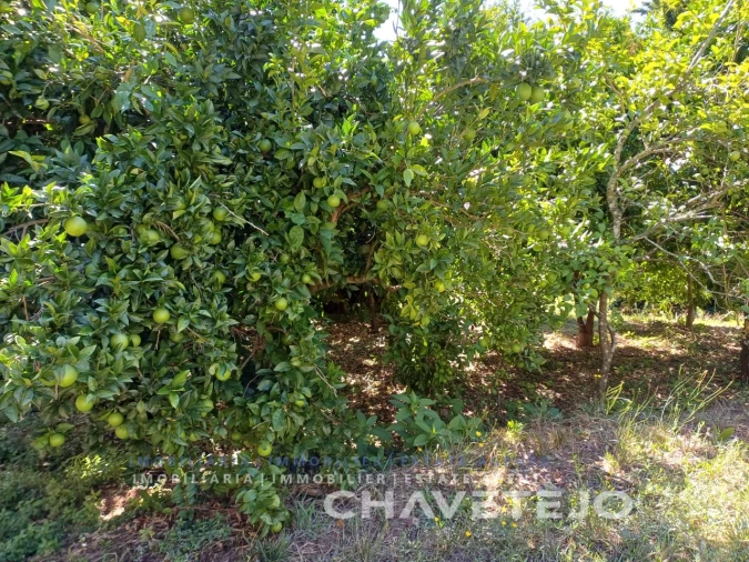 Moradia T2 para Venda em Beco Foto 58