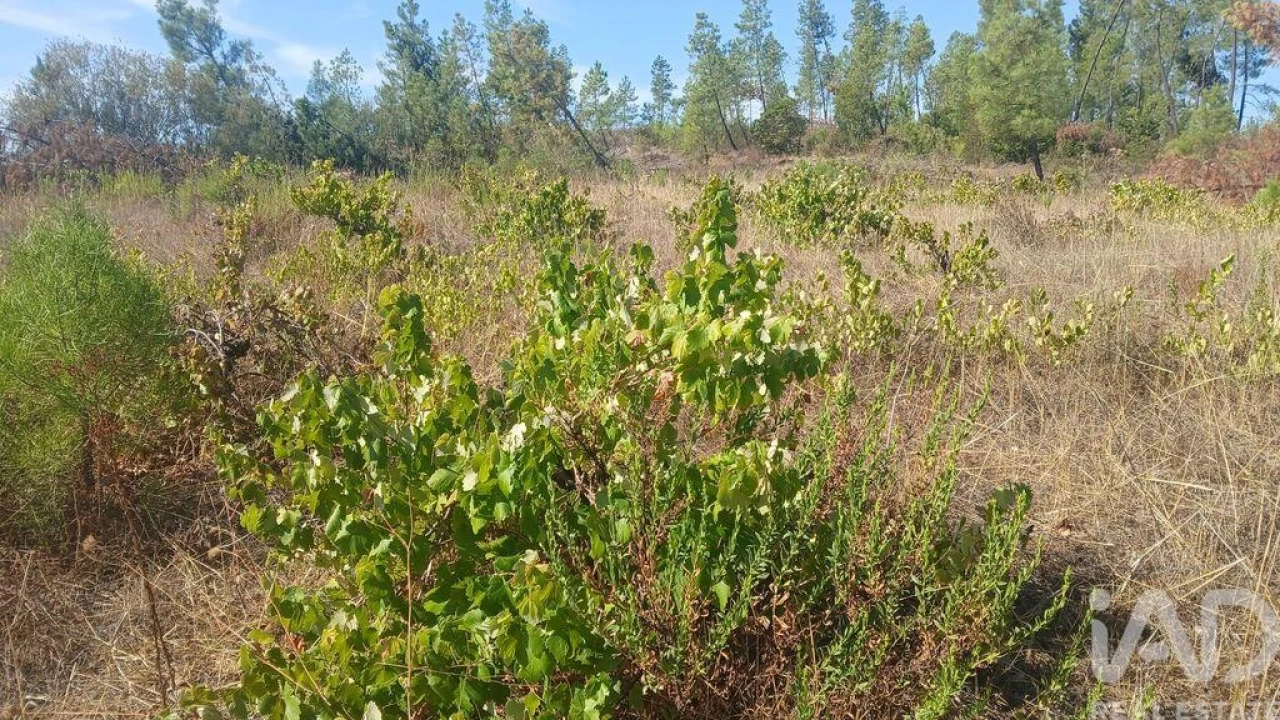 Terreno para Venda em Sarzedas Foto 23