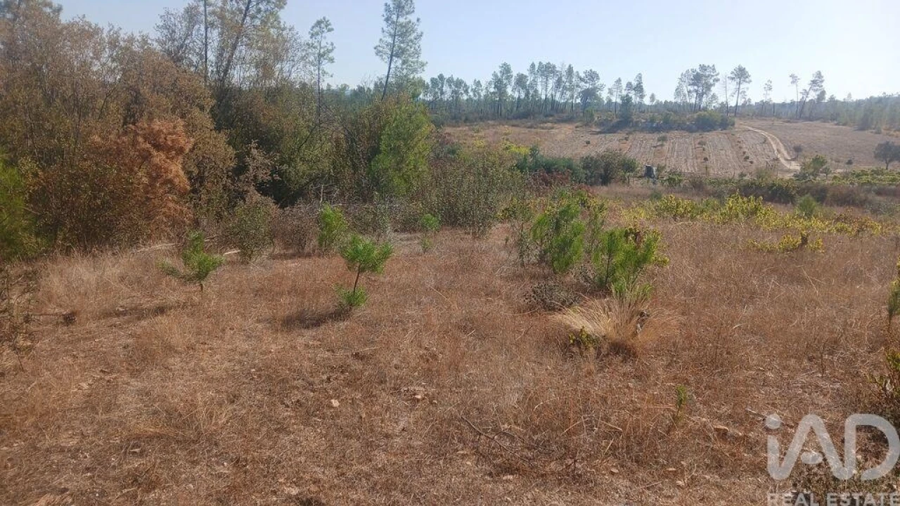 Terreno para Venda em Sarzedas Foto 10