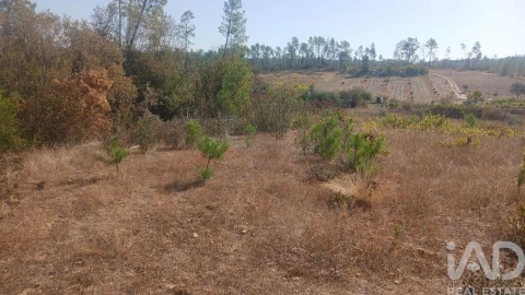 Terreno para Venda em Sarzedas