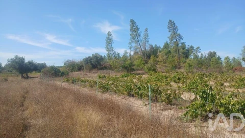 Terreno para Venda em Sarzedas