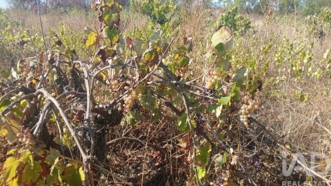 Terreno para Venda em Sarzedas