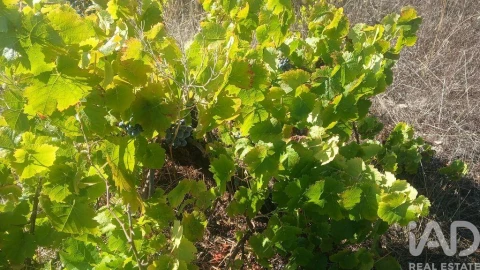Terreno para Venda em Sarzedas
