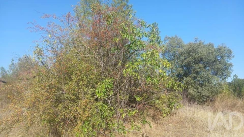 Terreno para Venda em Sarzedas