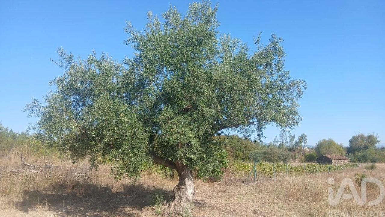 Terreno para Venda em Sarzedas Foto 15