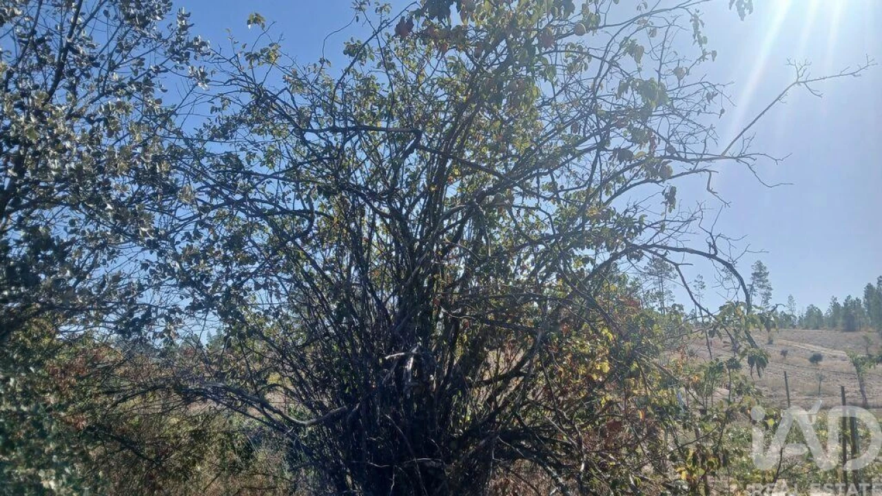 Terreno para Venda em Sarzedas Foto 21