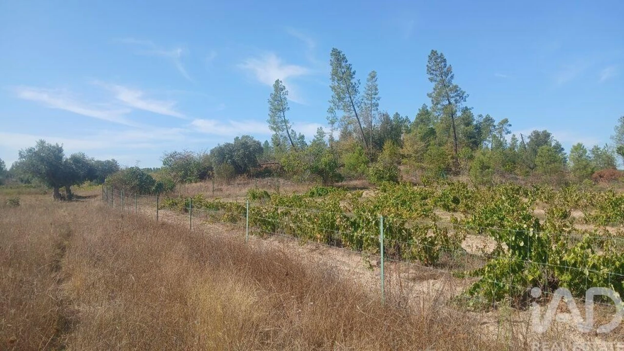 Terreno para Venda em Sarzedas Foto 19