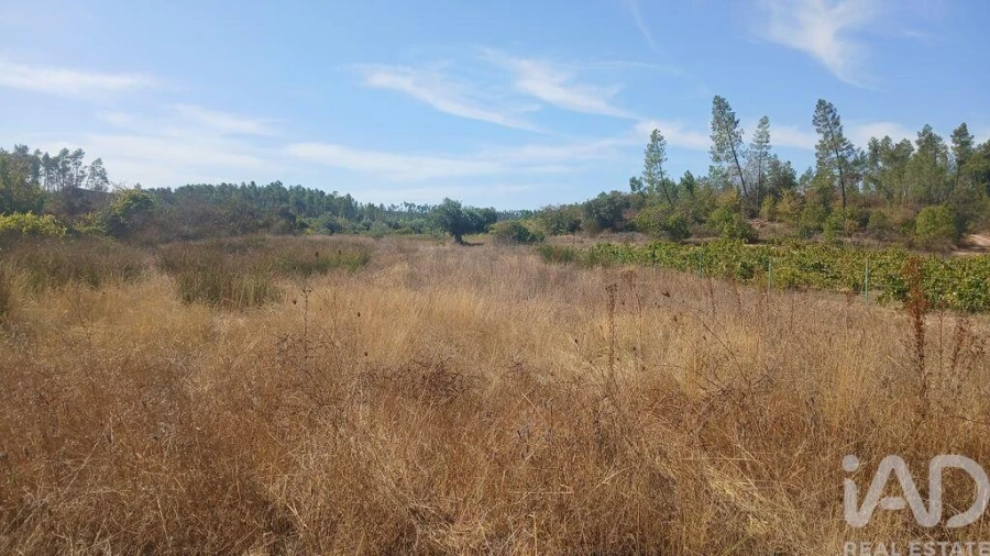 Terreno para Venda em Sarzedas Foto 27