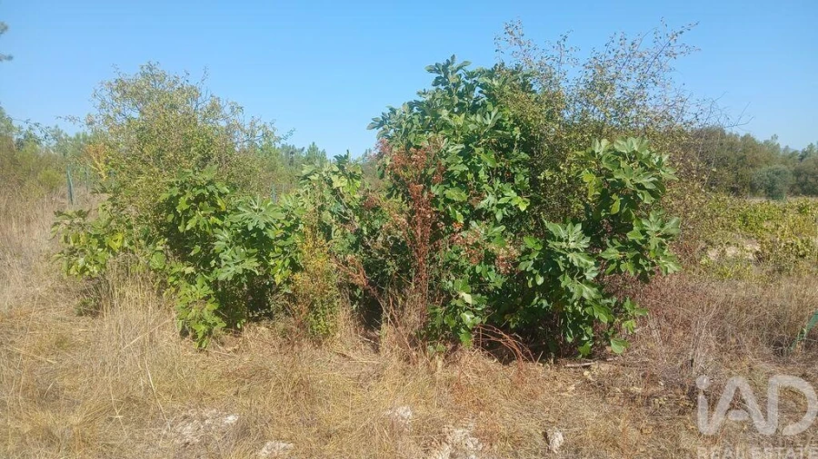 Terreno para Venda em Sarzedas Foto 17