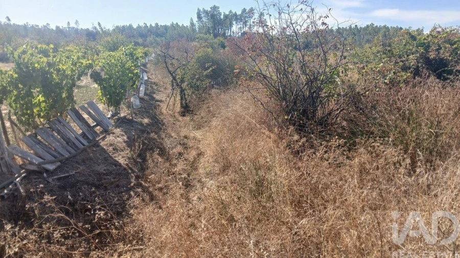 Terreno para Venda em Sarzedas Foto 22