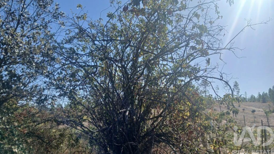 Terreno para Venda em Sarzedas Foto 21