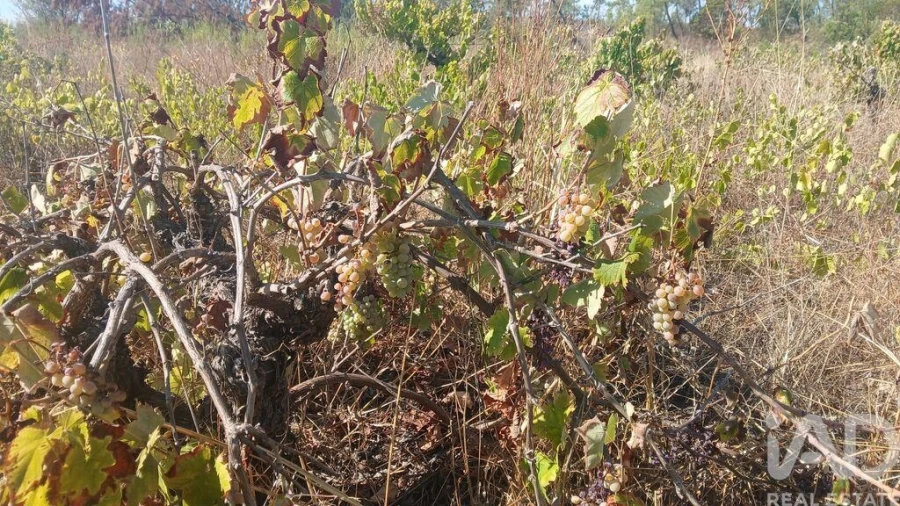 Terreno para Venda em Sarzedas Foto 7