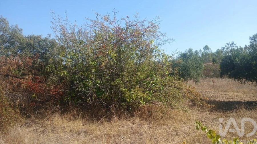 Terreno para Venda em Sarzedas Foto 11