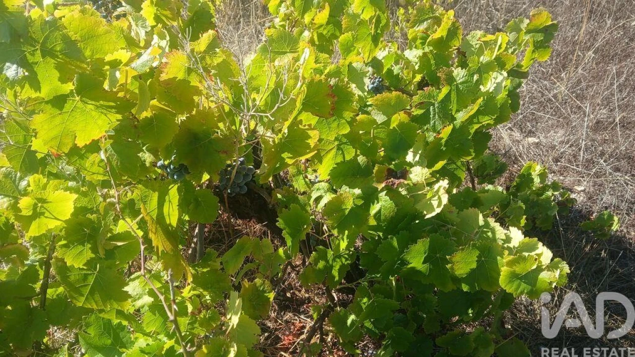 Terreno para Venda em Sarzedas Foto 12