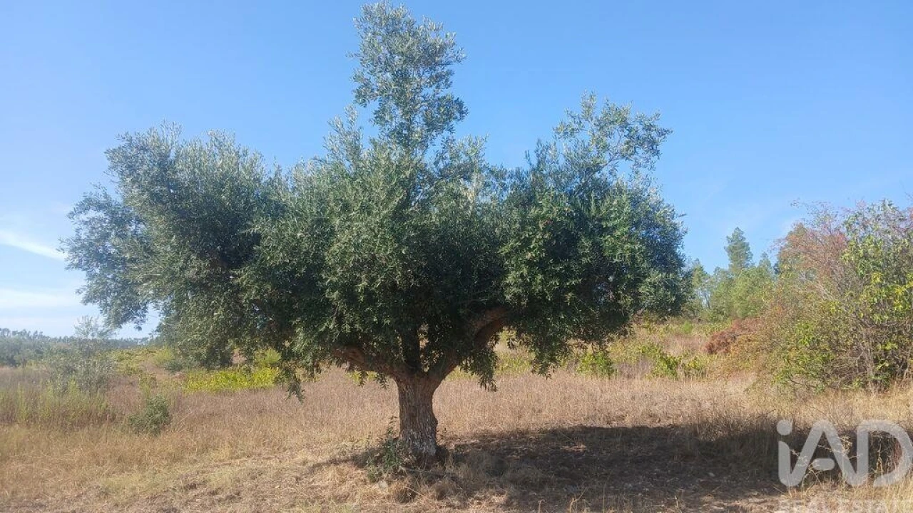 Terreno para Venda em Sarzedas Foto 14