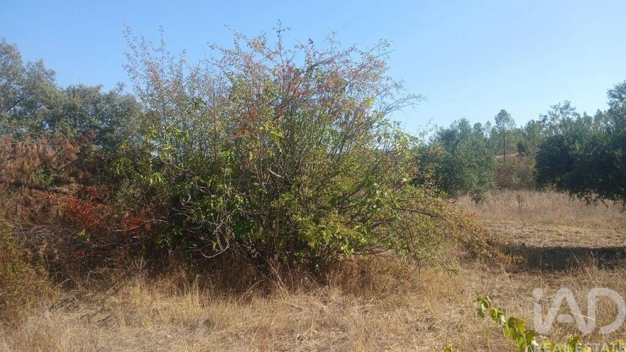 Terreno para Venda em Sarzedas Foto 11