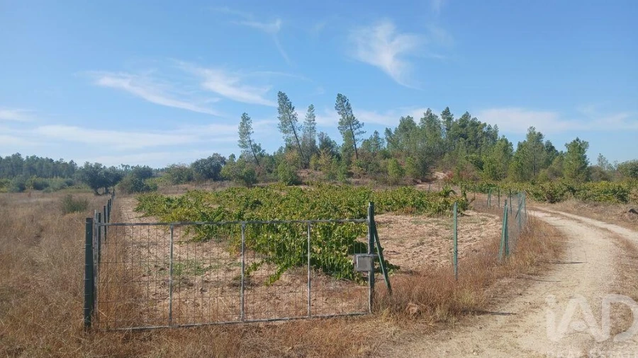 Terreno para Venda em Sarzedas