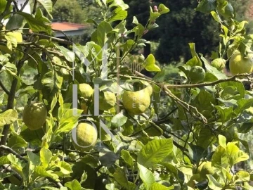Moradia T2 para Venda em Santo Antonio da Serra