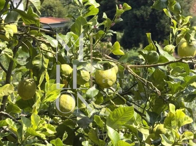 Moradia T2 para Venda em Santo Antonio da Serra Foto 27