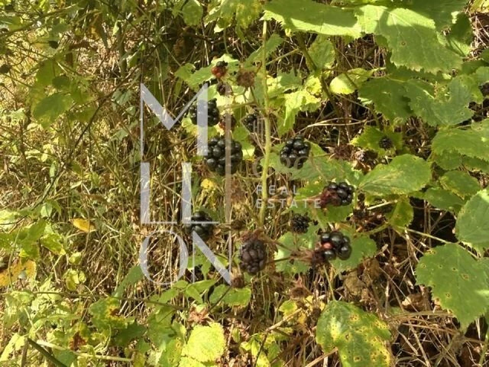 Moradia T2 para Venda em Santo Antonio da Serra Foto 25