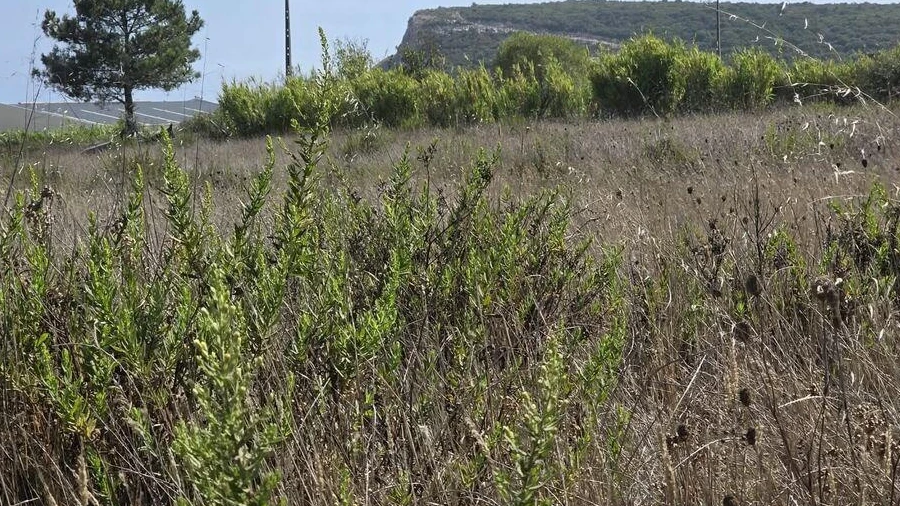 Terreno para Venda em Sesimbra (Castelo)