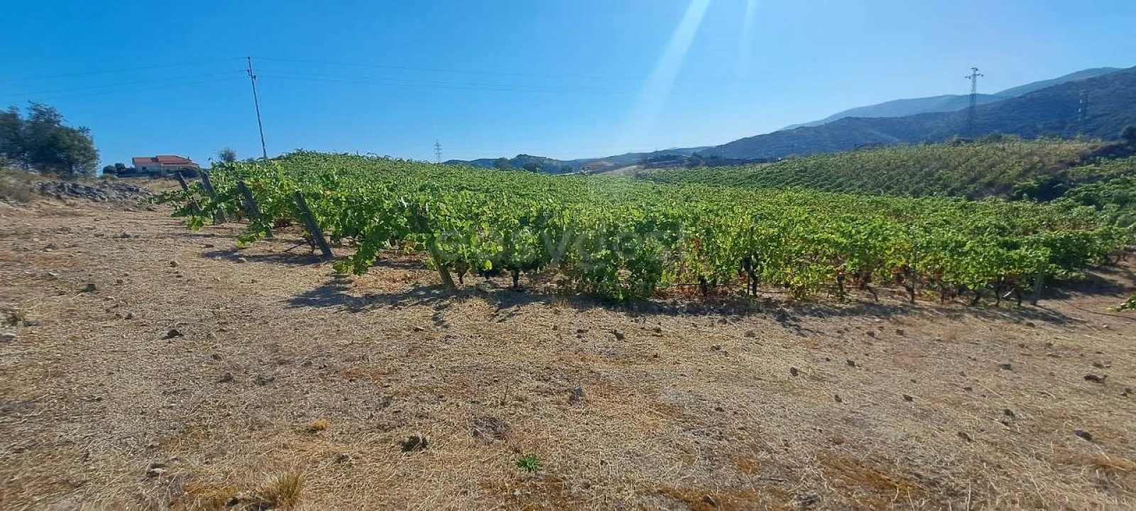 Terreno para Venda em Cabeça Boa Foto 6
