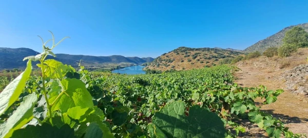 Terreno para Venda em Cabeça Boa
