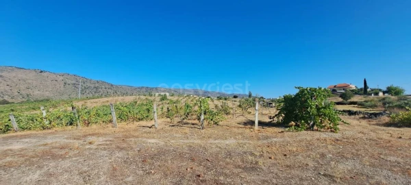 Terreno para Venda em Cabeça Boa