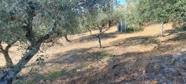 Terreno para Venda em Cabeça Boa