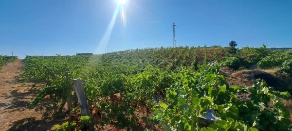 Terreno para Venda em Cabeça Boa
