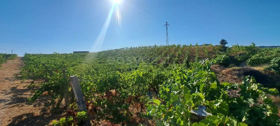 Terreno para Venda em Cabeça Boa Foto 11