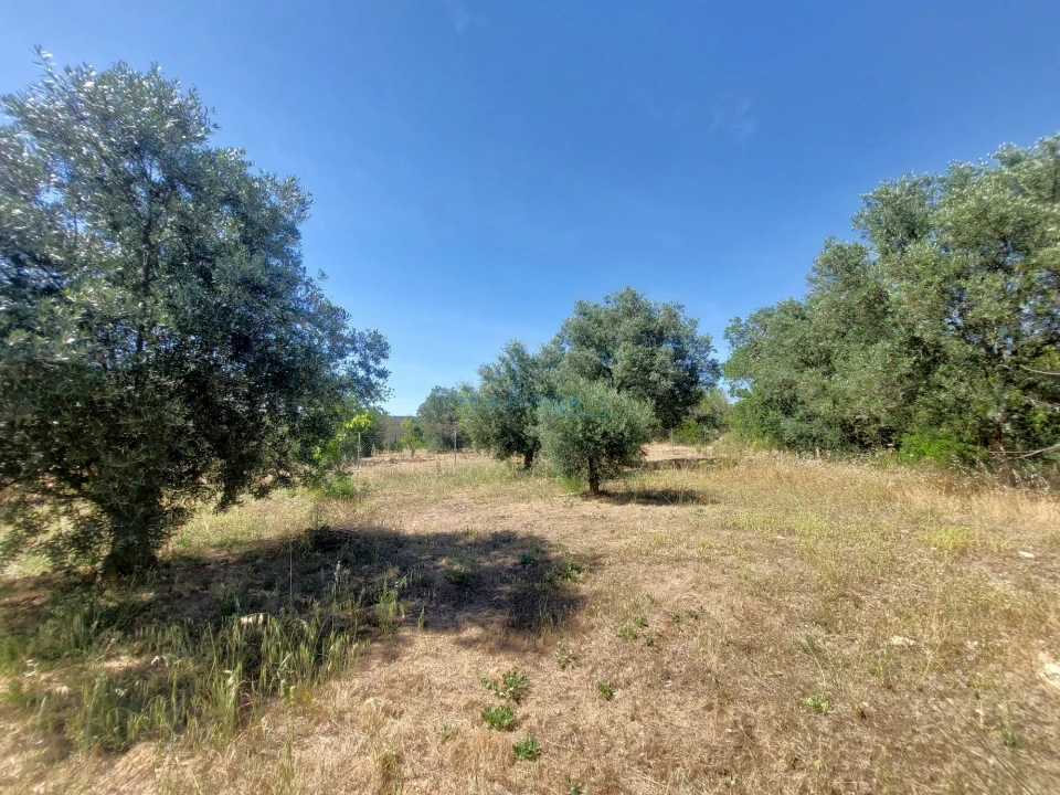 Terreno Misto para Venda em Santa Barbara de Nexe Foto 8