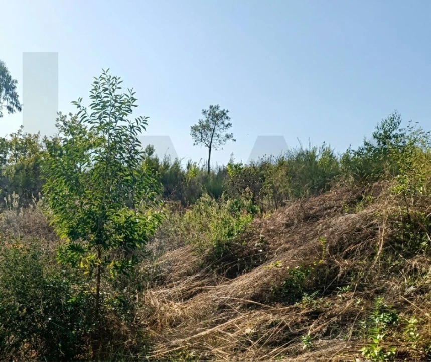Terreno para Venda em Lagares e Figueira Foto 8