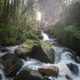 Terreno para Venda em Lagares e Figueira