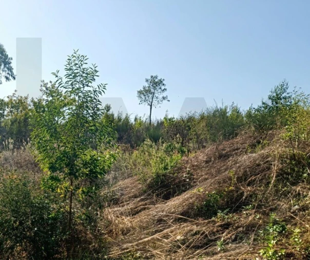 Terreno para Venda em Lagares e Figueira Foto 8