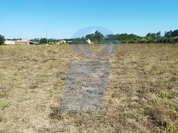 Terreno para Venda em Bustos, Troviscal e Mamarrosa Foto 4